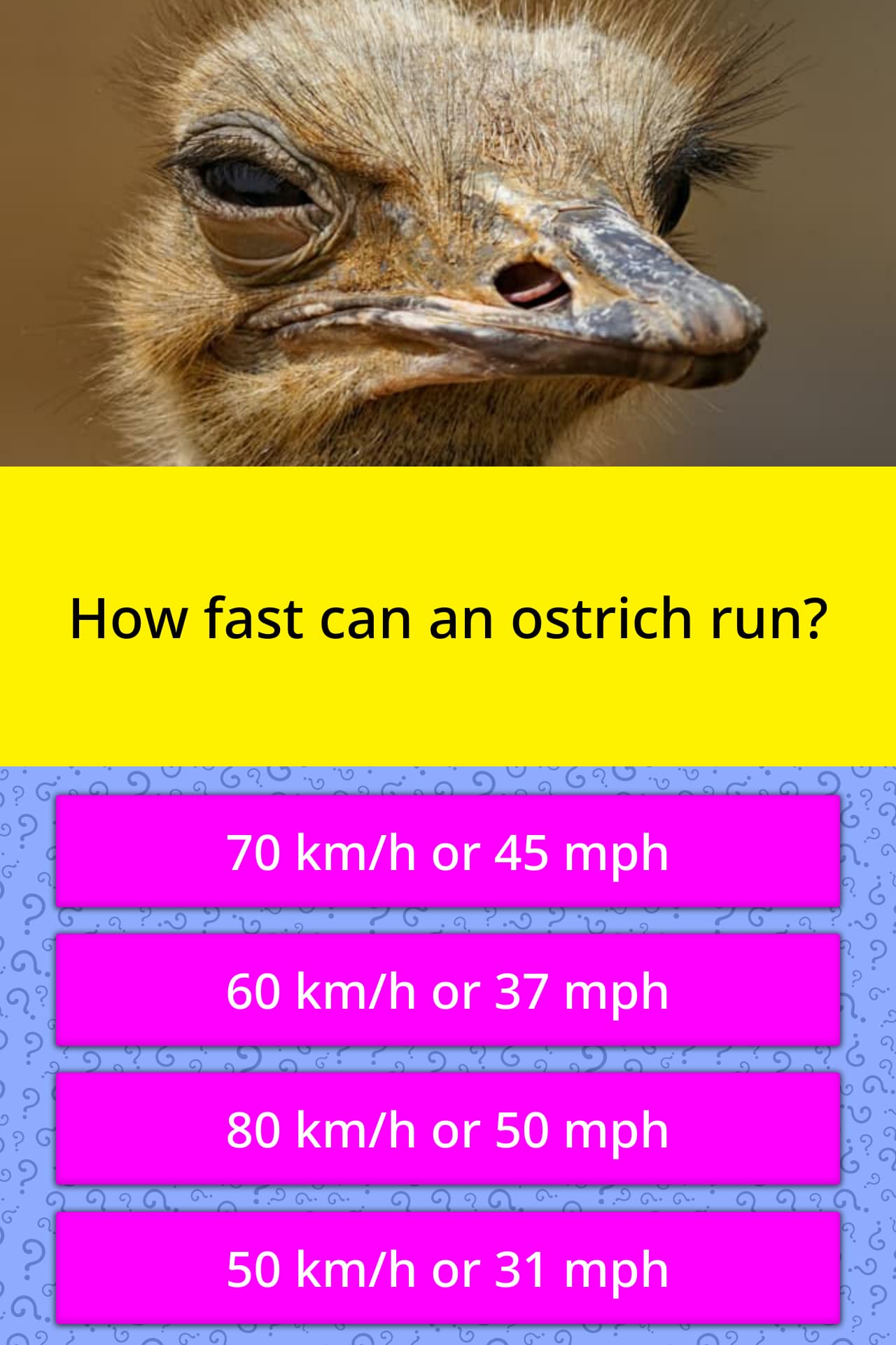 How fast can an ostrich run? Trivia Questions