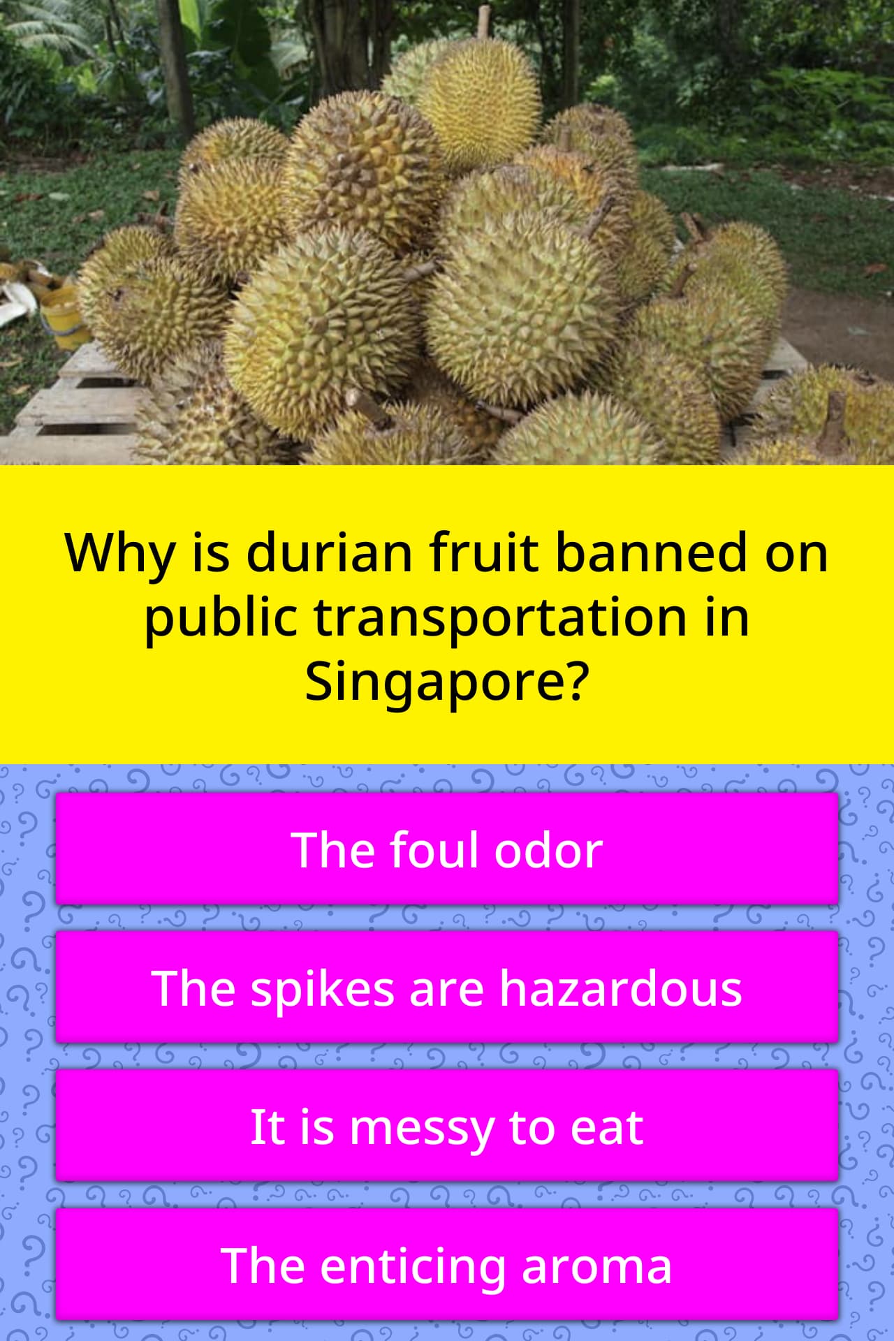 why-is-durian-fruit-banned-on-public-trivia-questions-quizzclub