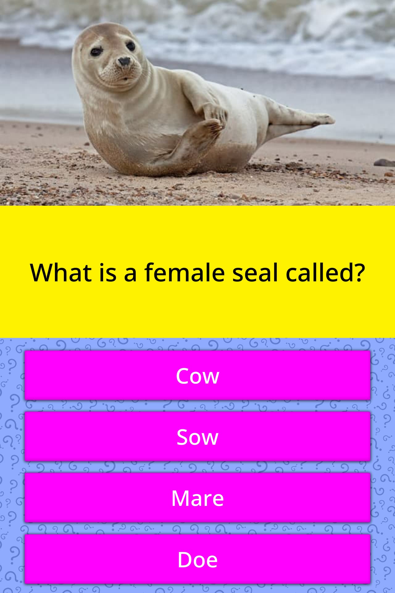 what-is-a-female-seal-called-trivia-questions-quizzclub