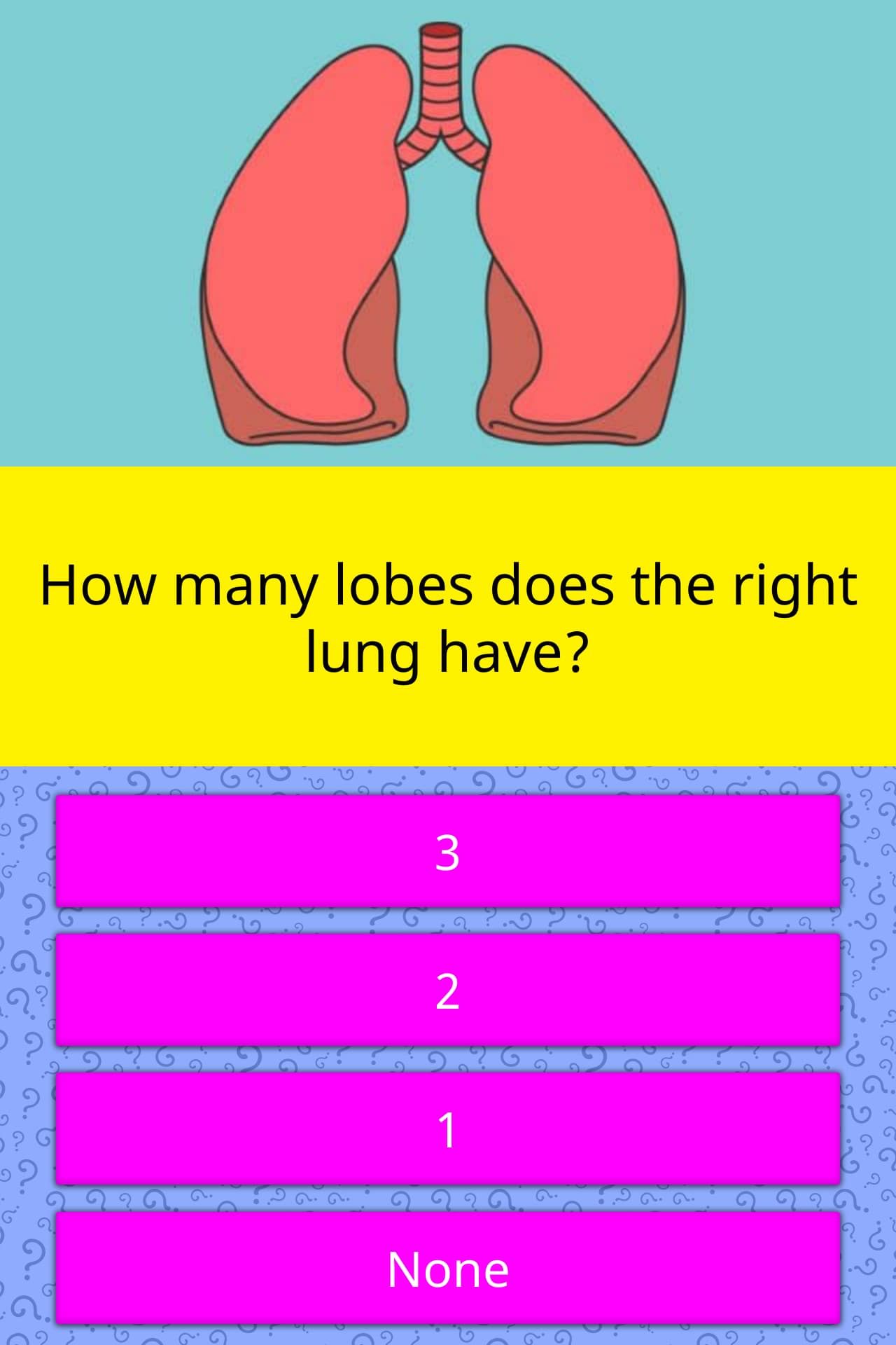 How Many Lobes Does The Right Lung Have Trivia Questions