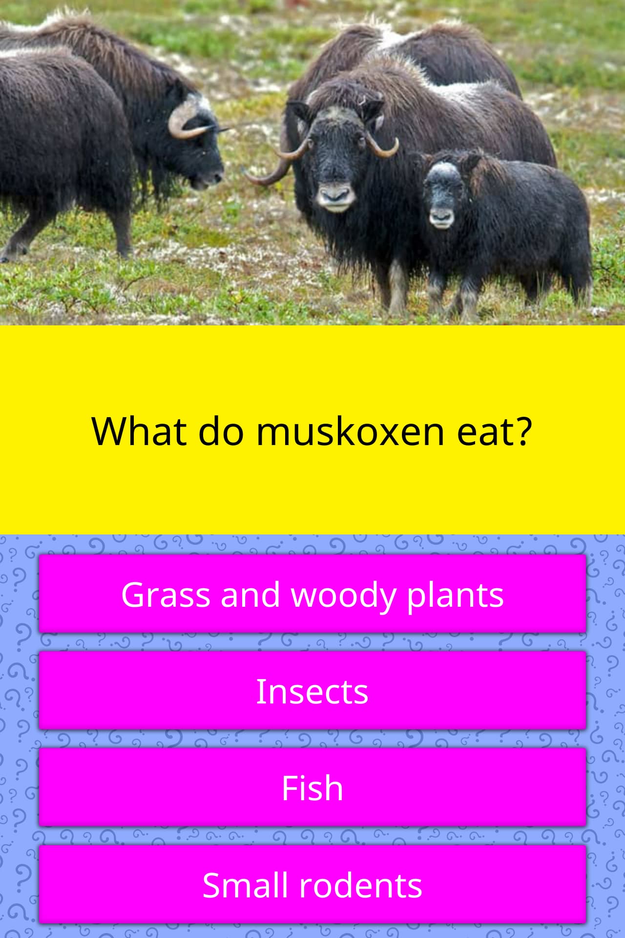 What do muskoxen eat? | Trivia Questions | QuizzClub