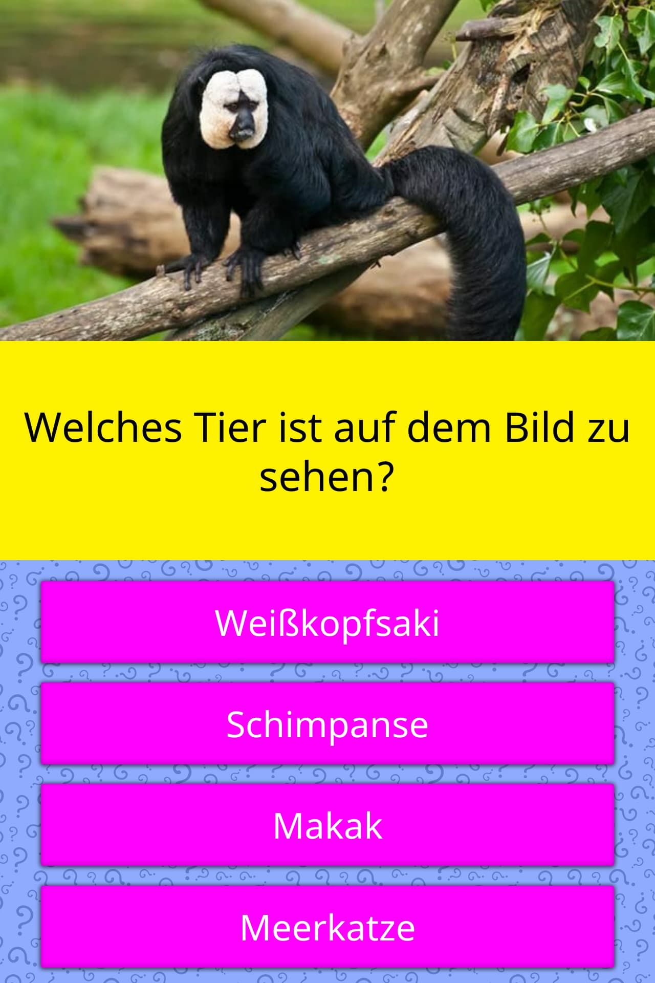 Welches Tier ist auf dem Bild zu sehen? Quizfragen Welches Tier ist auf dem Bild zu sehen? Quizfragen