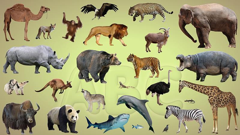 Nature Trivia Question: Despite their size, which of these animals only lives a few years? Nature Trivia Question: Despite their size, which of these animals only lives a few years?