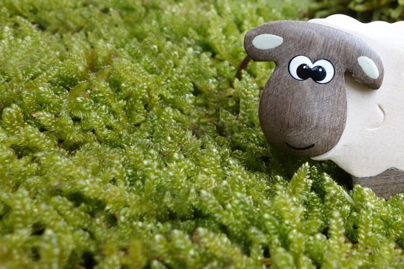 Google did not capture this Nordic country on camera to include in Street View. To address this lack, the residents introduced Sheep View 360. Where did this occur?