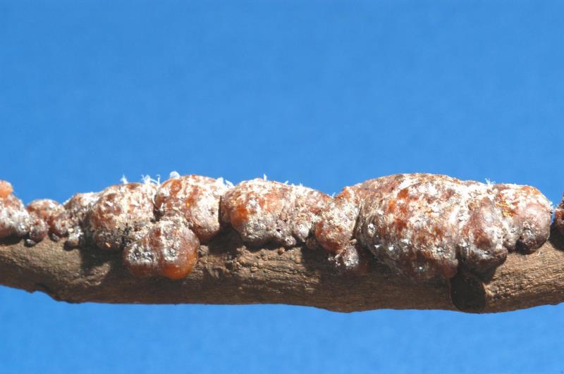 What are (is) Hemiptera?
