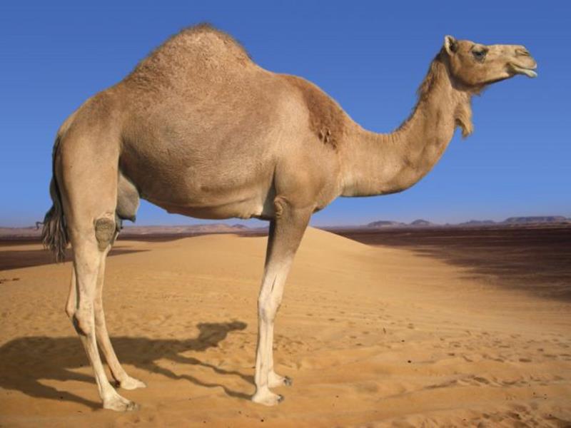 What Is A Female Camel Called Trivia Questions QuizzClub