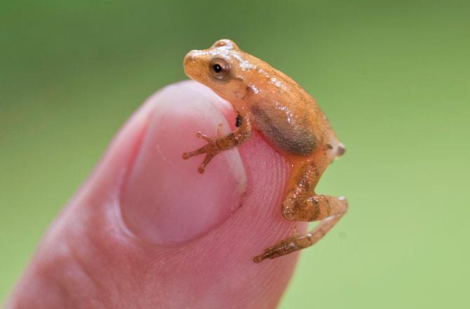What is the collective noun for frogs?