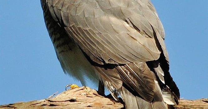 Nature Trivia Question: What is the common name for this bird? Nature Trivia Question: What is the common name for this bird?