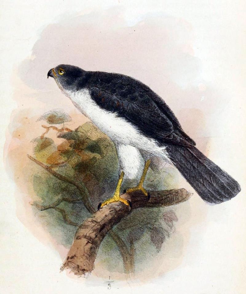 What is the common name for this bird? What is the common name for this bird?