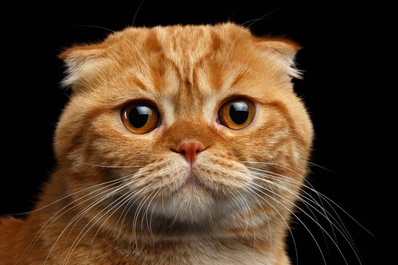 Which is a recent theory of why cats are such finicky eaters ? Which is a recent theory of why cats are such finicky eaters ?