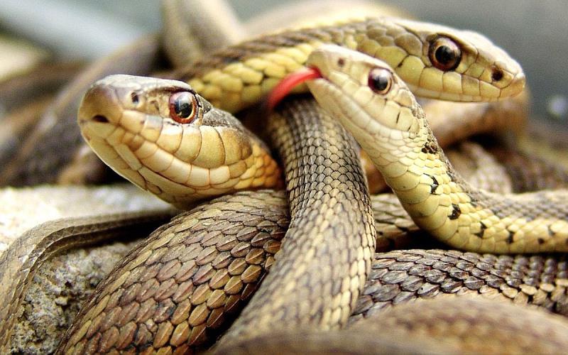 How many of the five families of snakes that occur in the U.S. are found in the state of Texas?