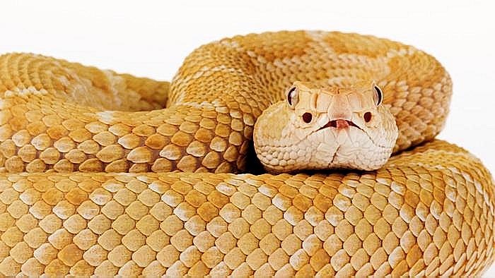 There are three kinds of teeth in snakes. Two types are (1) constrictor and (2) groove fanged. What is the third type? There are three kinds of teeth in snakes. Two types are (1) constrictor and (2) groove fanged. What is the third type?