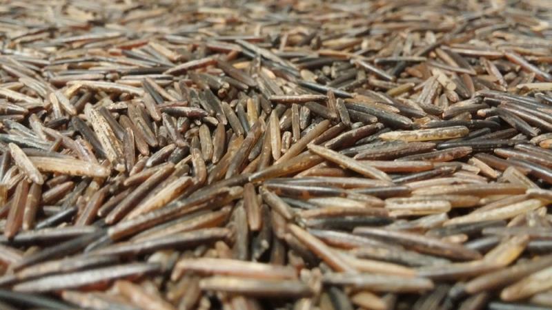 Culture Trivia Question: What food is indigenous to North America ? Culture Trivia Question: What food is indigenous to North America ?