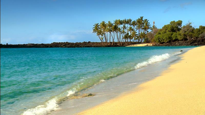 What is the state flower of Hawaii?