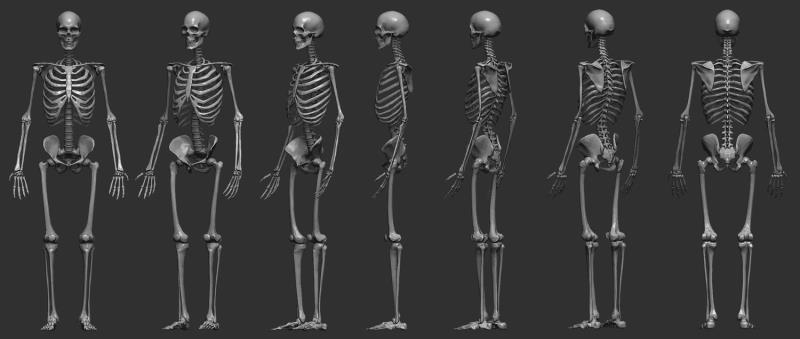 What type of bones, in the human... | Trivia Questions | QuizzClub