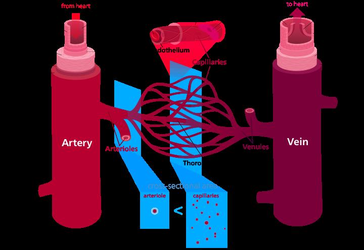 Science Trivia Question: Which artery in the human body carries blood to the lungs to receive oxygen? Science Trivia Question: Which artery in the human body carries blood to the lungs to receive oxygen?
