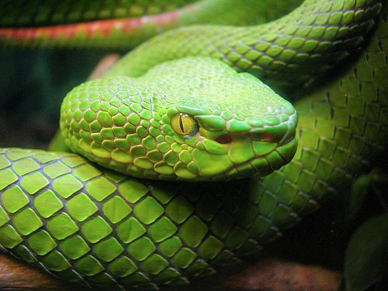 Nature Trivia Question: Which of the following countries naturally have no land snakes? Nature Trivia Question: Which of the following countries naturally have no land snakes?