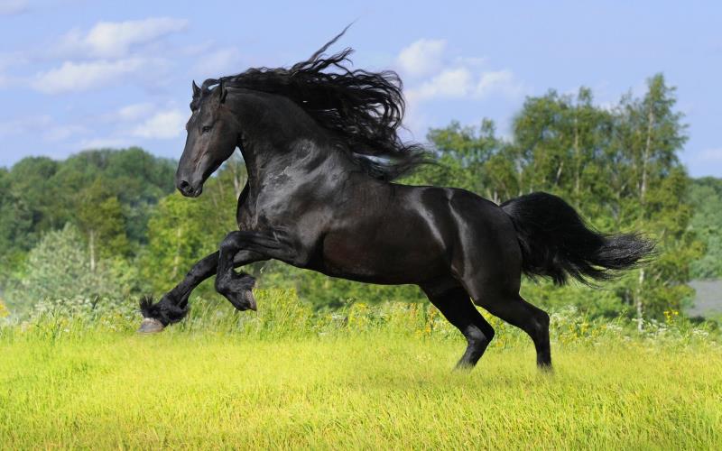 Which US president was arrested and accused of running someone over with a horse, but not convicted? Which US president was arrested and accused of running someone over with a horse, but not convicted?