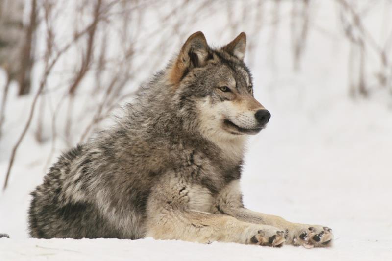 Nature Trivia Question: What is another name for the grey wolf? Nature Trivia Question: What is another name for the grey wolf?
