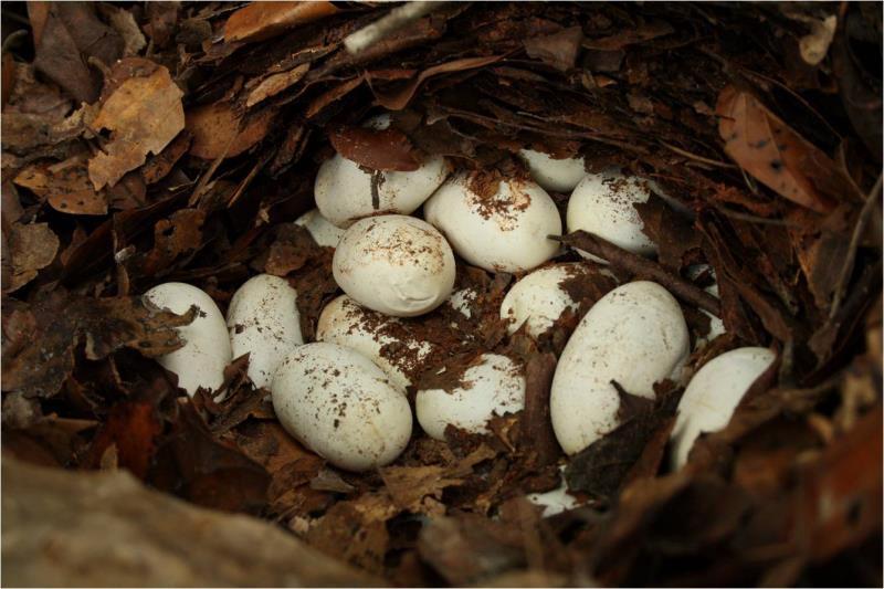 Nature Trivia Question: Which is the only snake that builds a nest for its eggs? Nature Trivia Question: Which is the only snake that builds a nest for its eggs?