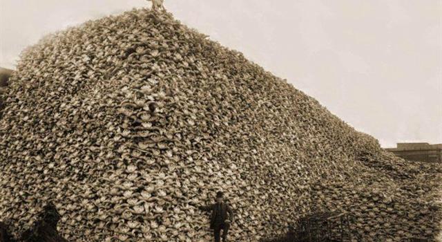 History Trivia Question: What is depicted in this picture? History Trivia Question: What is depicted in this picture?