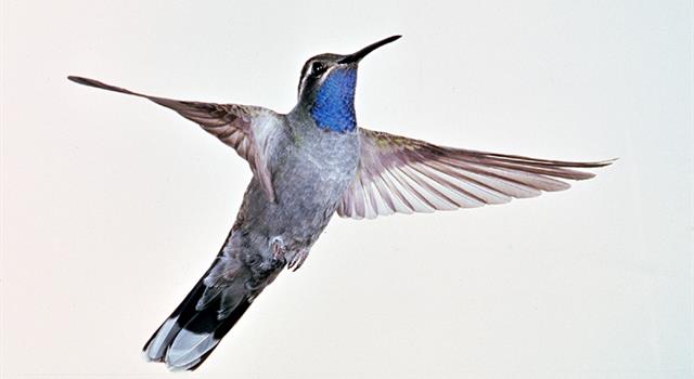 Science Trivia Question: What is the highest heart rate measured in a hummingbird? Science Trivia Question: What is the highest heart rate measured in a hummingbird?