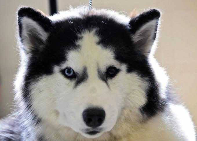 History Trivia Question: Who was Laika? History Trivia Question: Who was Laika?
