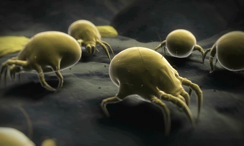 Science Trivia Question: The number of lifeforms living on and in your body is? Science Trivia Question: The number of lifeforms living on and in your body is?