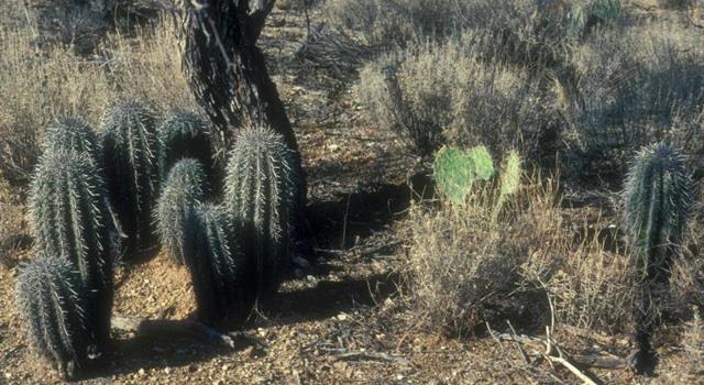 History Trivia Question: What are "The Tears of the Arizona"? History Trivia Question: What are "The Tears of the Arizona"?