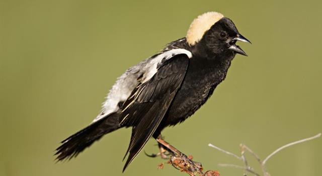 Culture Trivia Question: Which of the following is the collective noun for bobolinks? Culture Trivia Question: Which of the following is the collective noun for bobolinks?