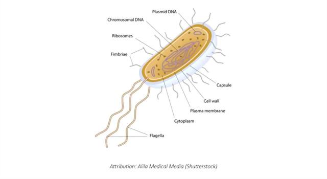 Science Trivia Question: Which person is not regarded as one of the three main founders of bacteriology? Science Trivia Question: Which person is not regarded as one of the three main founders of bacteriology?