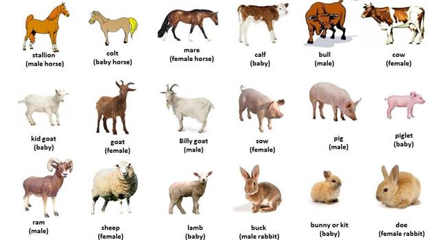 A Wessex Saddleback is a breed of which farm animal?
