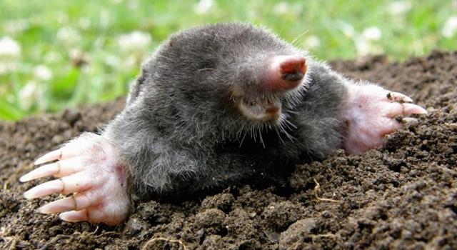 Approximately how much earth per day can a mole shift? Approximately how much earth per day can a mole shift?