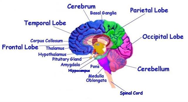 Humans are considered to have how many pairs of cranial nerves?