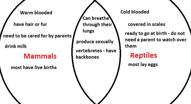 What do reptiles and mammals use their Jacobson's organ to detect?