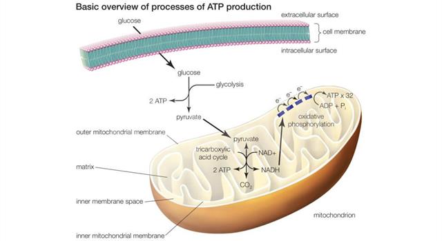 what-do-atp-and-adp-stand-for-wasfa-blog