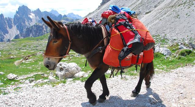 Where in the United States is the only place where the U.S. Mail is delivered by mule?