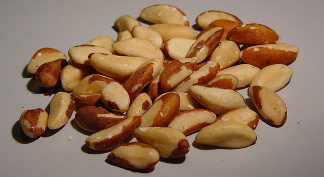 Which country is the largest exporter of the Brazil nut?