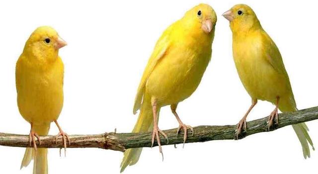Sport Trivia Question: Which country's national football team has the nickname 'Canarinho' which translates to 'little canaries'? Sport Trivia Question: Which country's national football team has the nickname 'Canarinho' which translates to 'little canaries'?