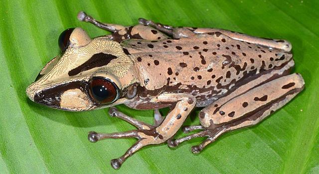A gram of venom from the Bruno’s casque-headed frog is enough to kill how many people?