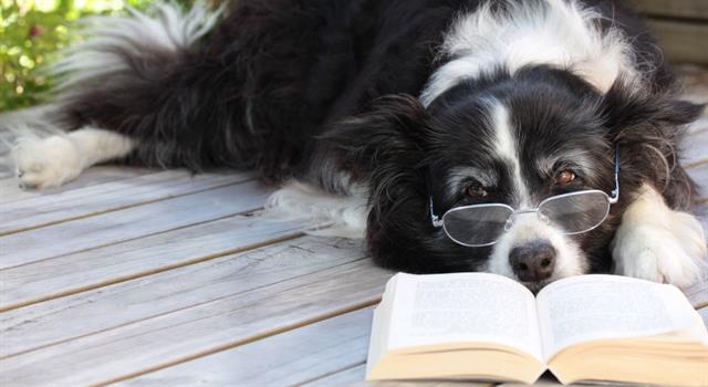 afghan hound least intelligent trivia questions according to the book u0027the intelligence of dogs u0027 afghan hound least intelligent trivia questions according to the book u0027the intelligence of dogs u0027
