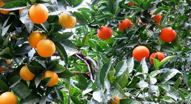 An orangelo is a citrus fruit that is a cross between an orange and what other fruit?