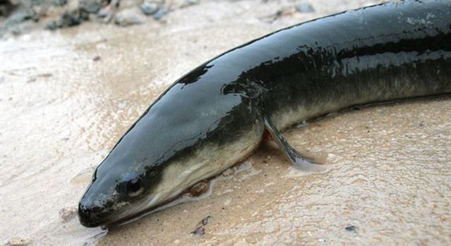 How many eggs can an American eel lay in a year?