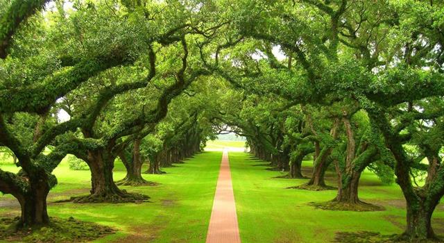 Nature Trivia Question: What are the world's smallest trees? Nature Trivia Question: What are the world's smallest trees?