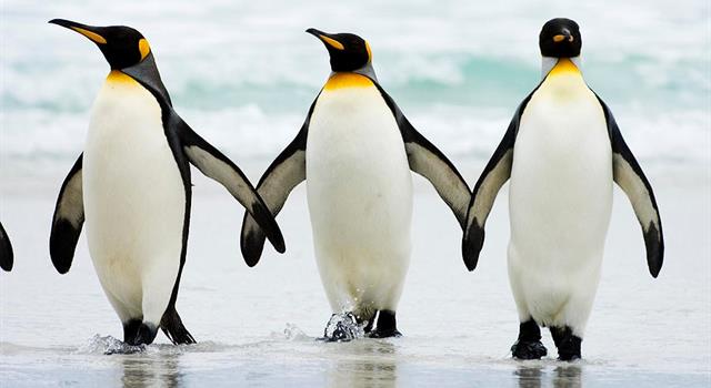 What country (including its territories) is home to more species of penguins than any other?