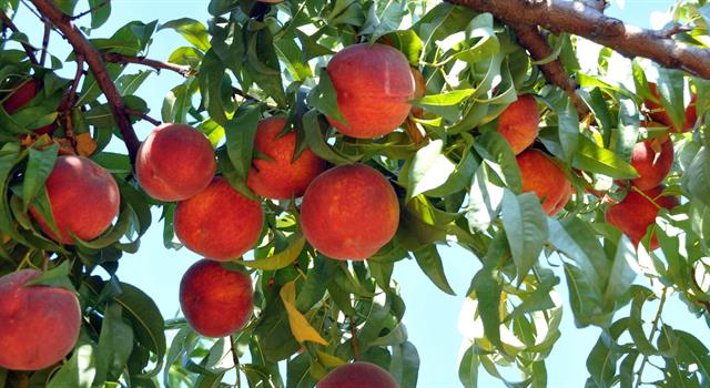 What country is the largest producer of peaches?