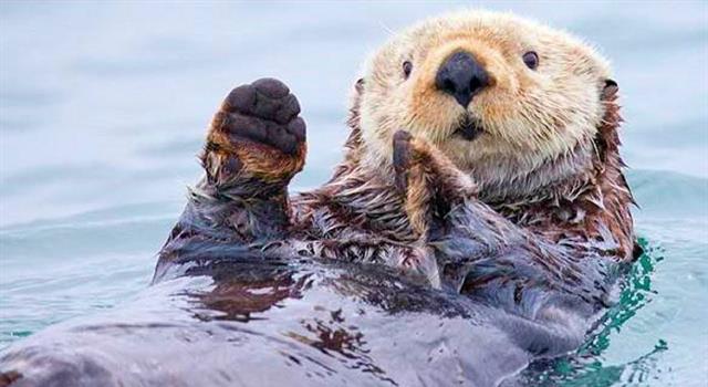 What Is An Otter s Home Called Trivia Questions QuizzClub