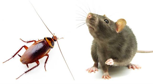 What is the most pest infested city in California based on a national survey?