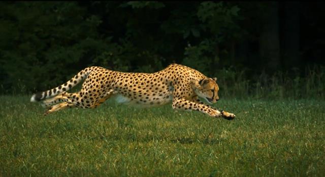 What land mammal is thought to have the most sophisticated animal language?