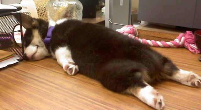 What might someone do in their sleep if they suffer from 'stertor'?